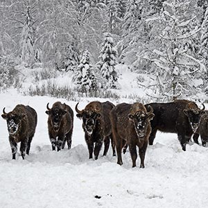 Bison in Malmanstal tract, Maidan village
