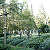  The cemetery in the Lavra

