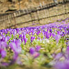  Crocuses in Kolochava
