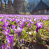  Crocuses in Kolochava
