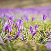  Crocuses in Kolochava
